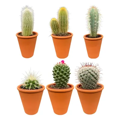 Premium Terrakotta Kaktus-Set – 6 Sorten: Pilosocereus, Cephalocereus, Echinocactus, Mammillaria