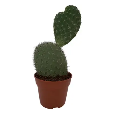 Kaktus Opuntia Vijgcactus – Lebendiges Grün im 17 cm Terrakottatopf, Höhe 30-40 cm – Pflegeleich