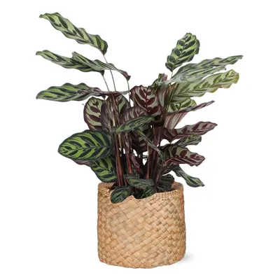 Calathea Makoyana mit Topf oder Korb in verschiedenen Farben - Zimmerpflanze - Ø21cm, ↕70cm - Pf