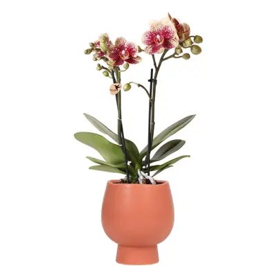 Kolibri Orchids | Gelb rote Phalaenopsis Orchidee - Spanien + Scandic Ziertopf Terrakotta - Topf