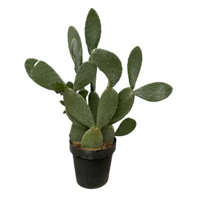 Opuntia Ficus-Indica - Zimmerpflanze - Kaktus - 140 cm - Ø50 cm