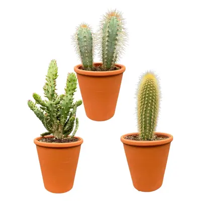 Authentischer Kaktus Trio-Mix in Terracotta-Töpfen – Pilosocereus Azureus, Opuntia Monacantha, P