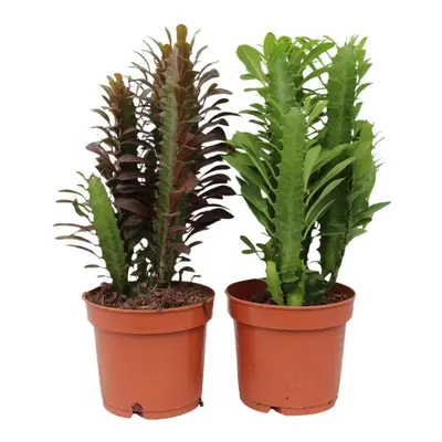 Euphorbia Gemischt Set - 2 Verschiedene Arten - 35 cm Höhe, Ø 12 cm Zimmerpflanzen