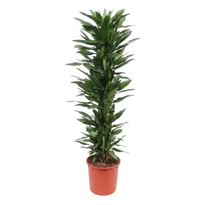 Dracaena Janet Lind – 170 cm Ø34 cm – Zimmerpflanze – XXL Zimmerpflanzen - Drachenbaum