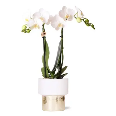 Elegante Kolibri Orchids Weiße Phalaenopsis - Amabilis Orchidee im Elite Duo-Ton Topf | Ø9cm - 3