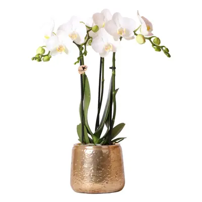 Kolibri Orchideen weiße Phalaenopsis Orchidee Amabilis + Luxus Ziertopf gold Topfgröße Ø9cm 40cm