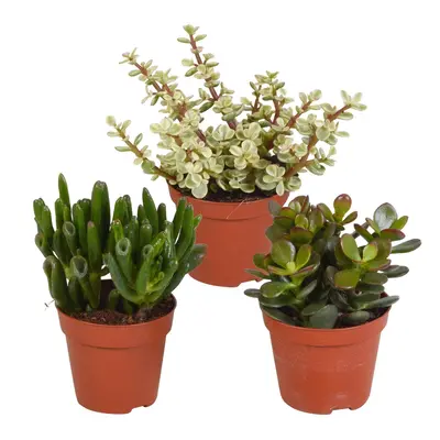 Crassula Mix - Drei verschiedene Arten im 8,5 cm Set Zimmerpflanzen