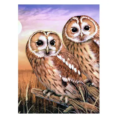 Malen nach Zahlen "Tawny Owls", 22 x 30 cm