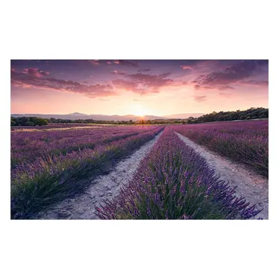 Vlies Fototapete - Lavender Dream - Größe 450 x 280 cm