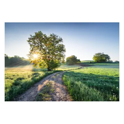 Papier Fototapete - Meadow Trail - Größe 368 x 254 cm