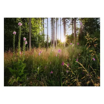 Vlies Fototapete - Summer Glade - Größe 350 x 250 cm