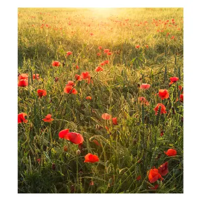 Vlies Fototapete - Poppy World - Größe 250 x 280 cm